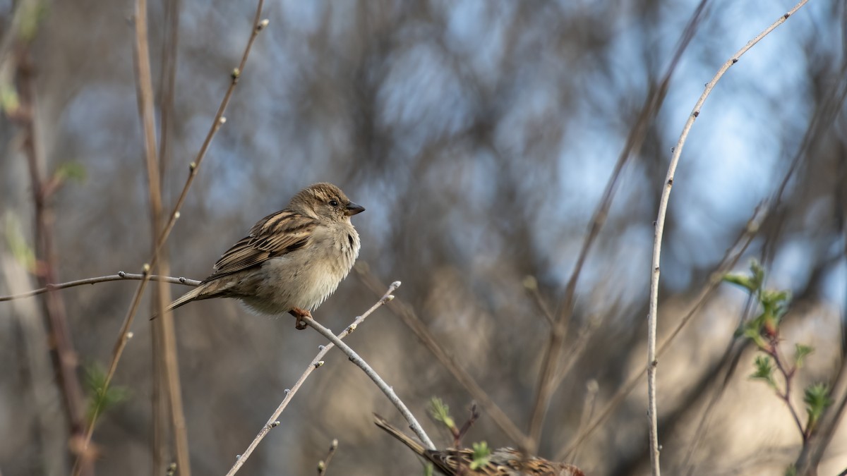 House Sparrow - ML561825711