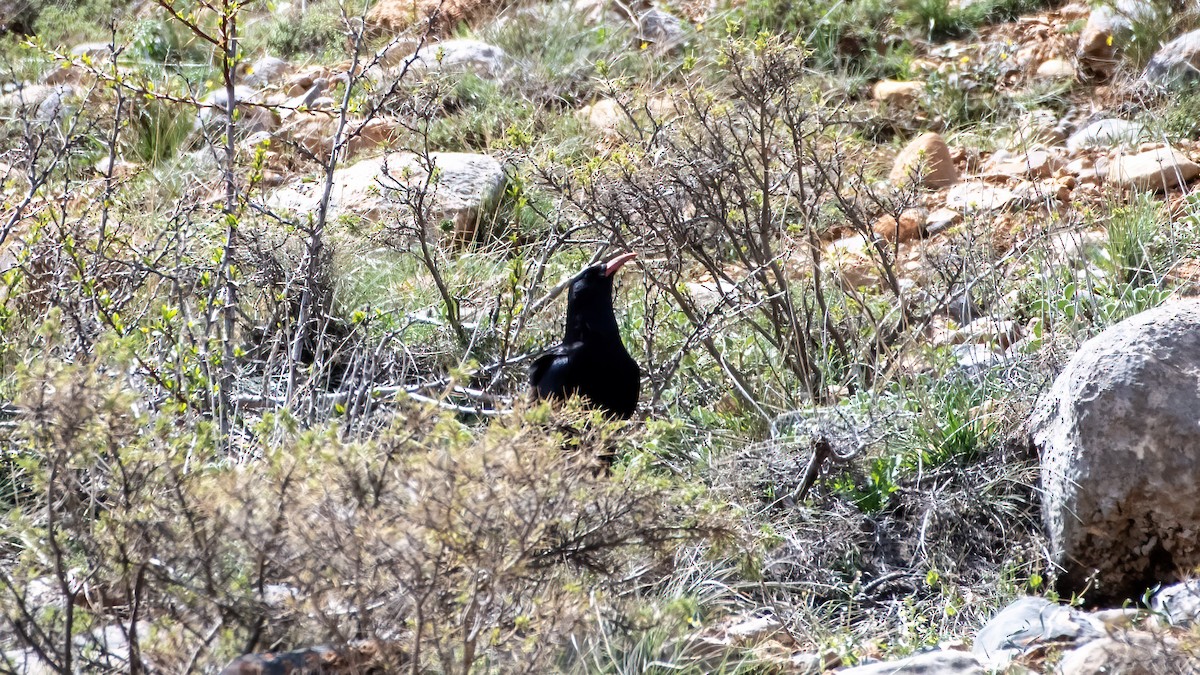 Red-billed Chough - ML561827941