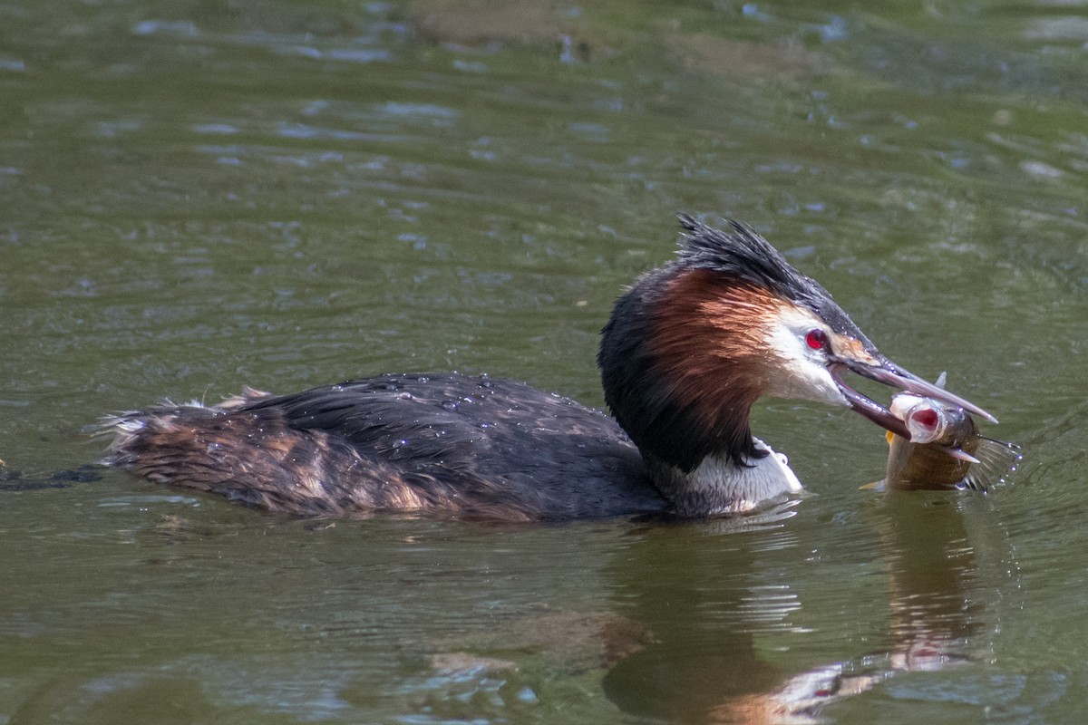 Great Crested Grebe - Dorthy Fang