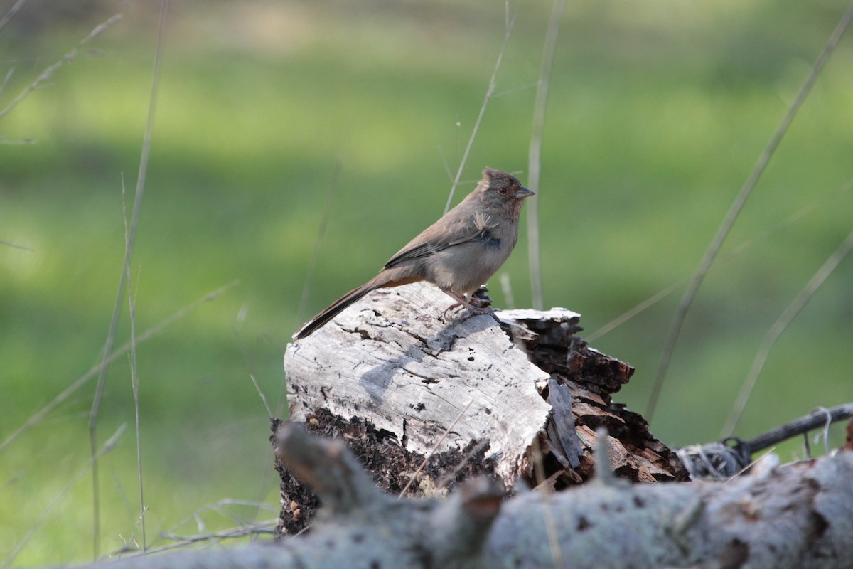 California Towhee - ML561828501