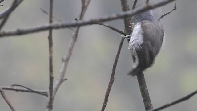 Ocellated Piculet - ML561828891