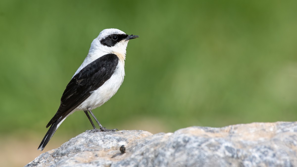 Eastern Black-eared Wheatear - ML561828901