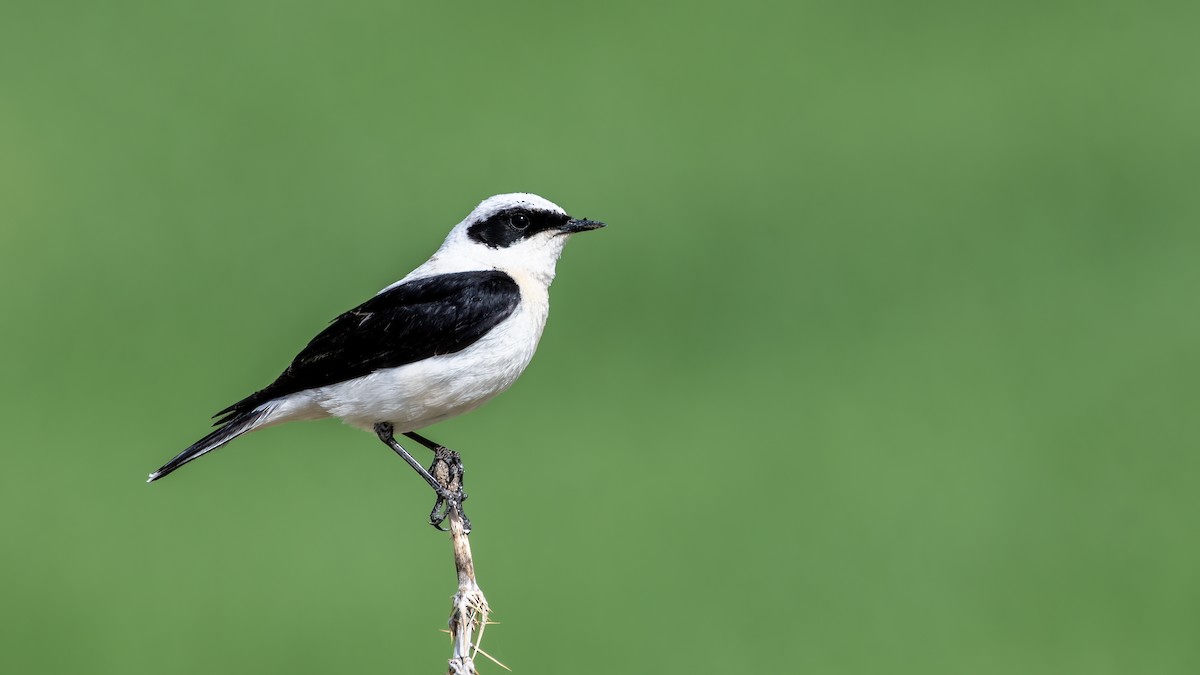 Eastern Black-eared Wheatear - ML561828911