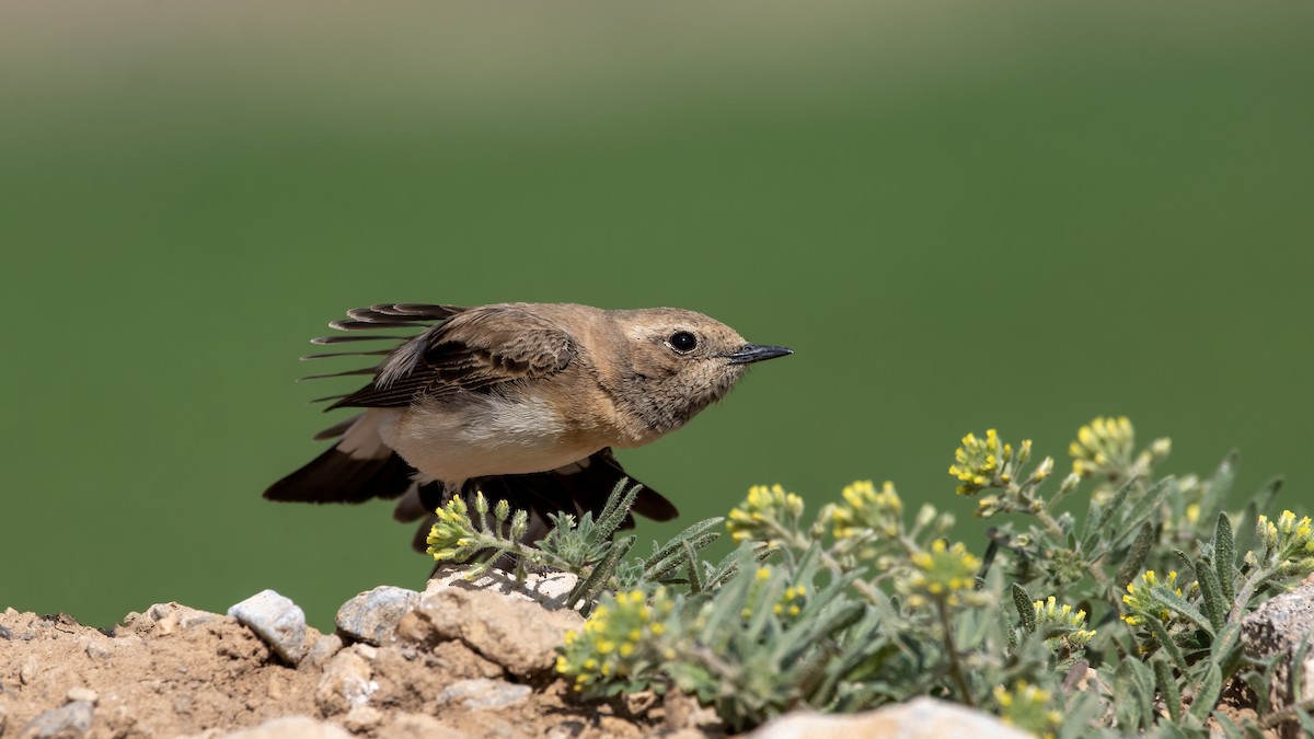 Eastern Black-eared Wheatear - ML561828921
