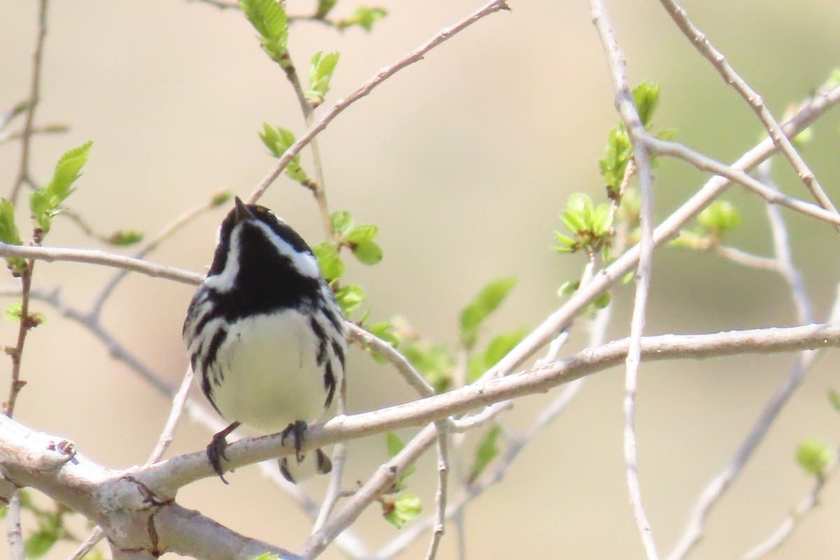Black-throated Gray Warbler - ML561829521
