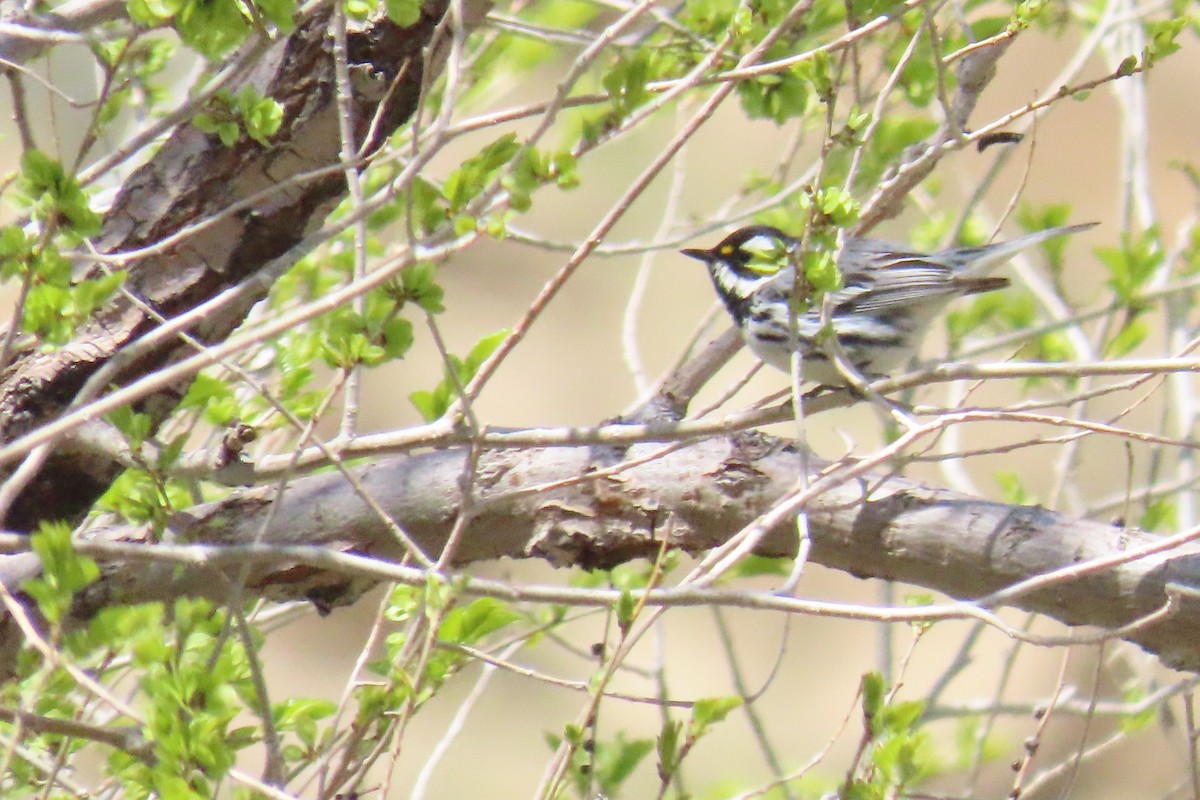 Black-throated Gray Warbler - ML561829541