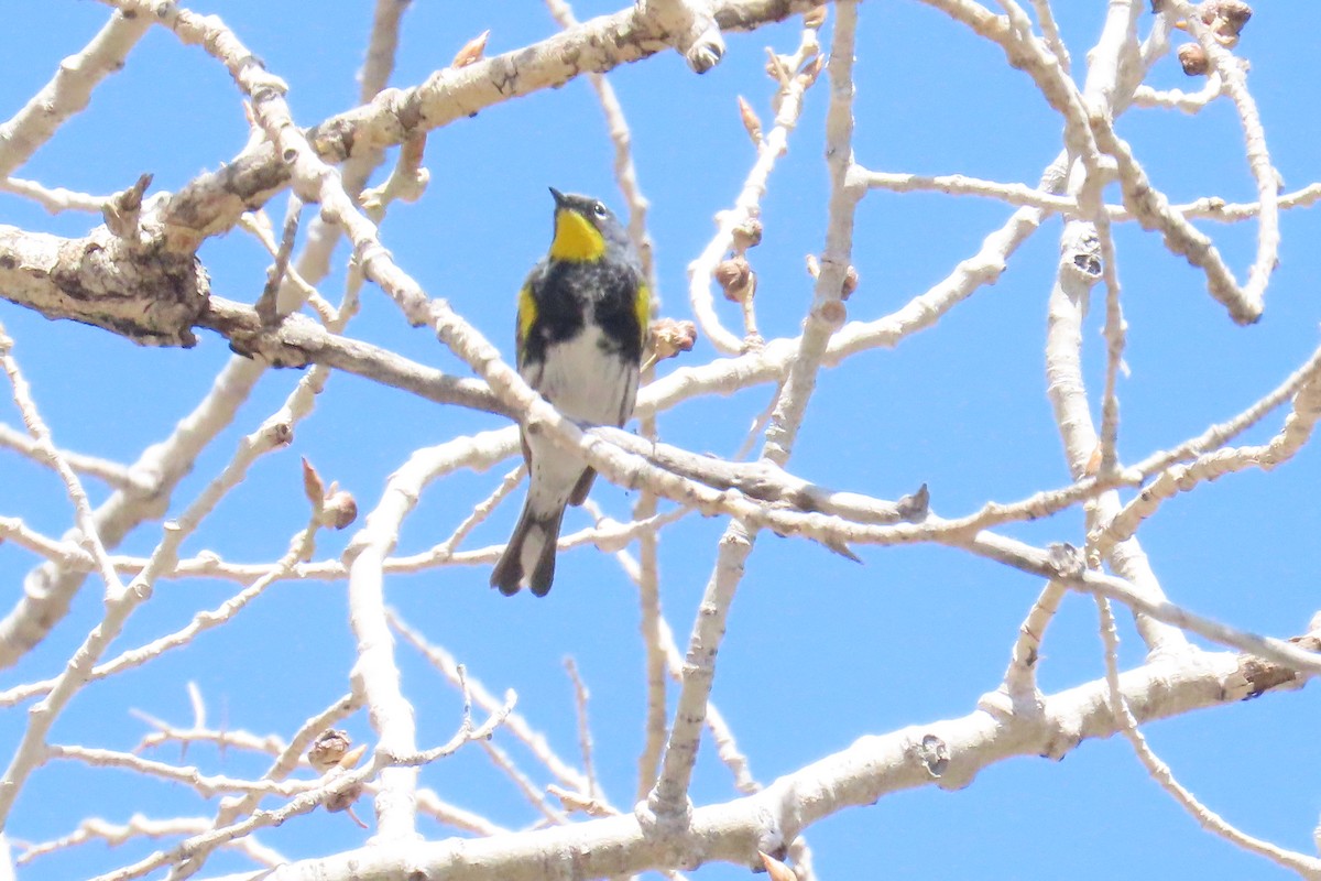 Yellow-rumped Warbler - ML561830121