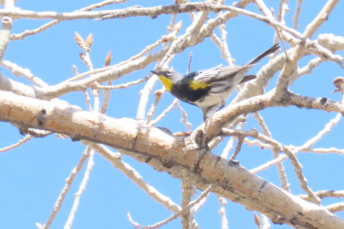 Yellow-rumped Warbler - ML561830131