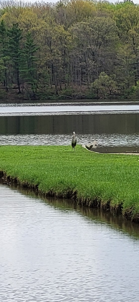 Garza Azulada - ML561830711