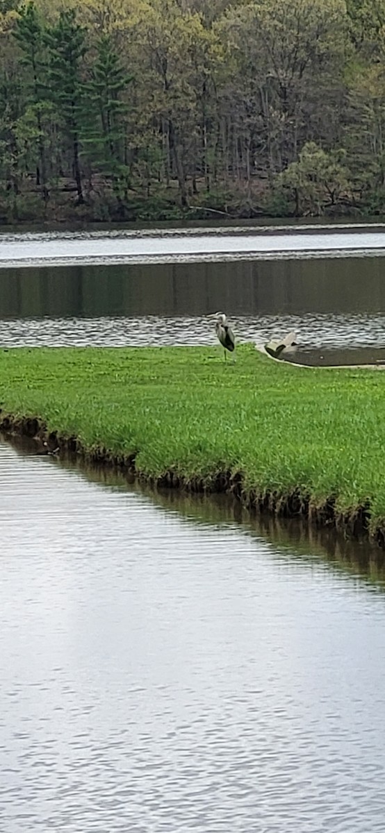 Great Blue Heron - ML561830721