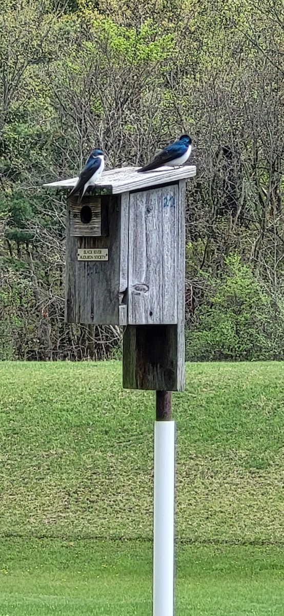 Tree Swallow - ML561830891