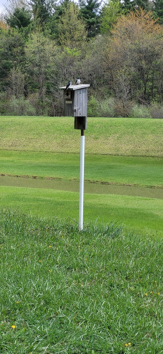 Tree Swallow - ML561830901