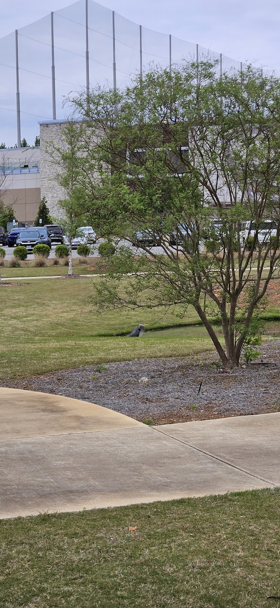 Great Blue Heron - ML561833681