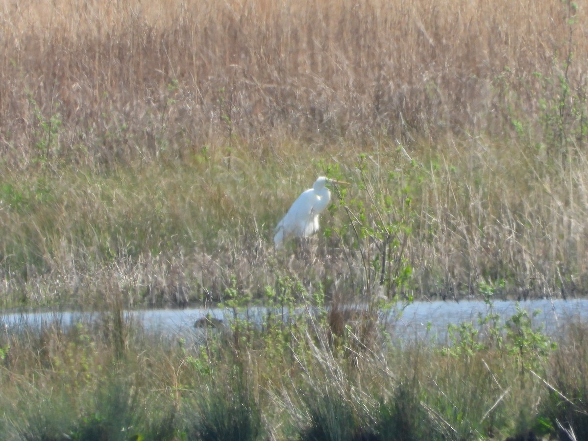 Great Egret - ML561834461