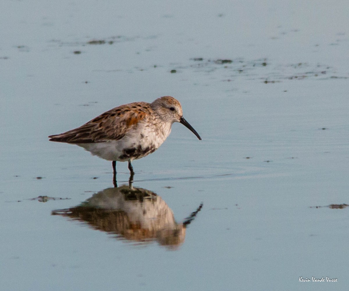 Dunlin - Kevin Vande Vusse