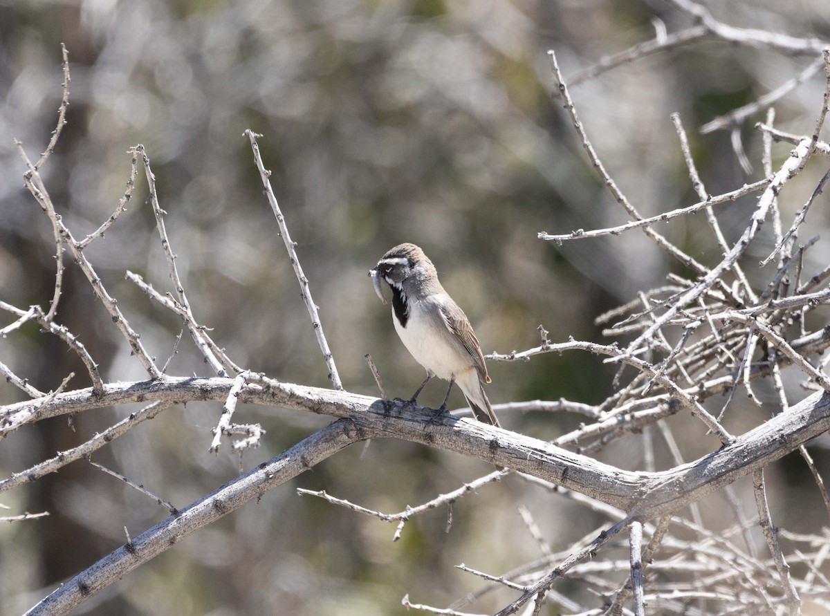 Black-throated Sparrow - ML561837671