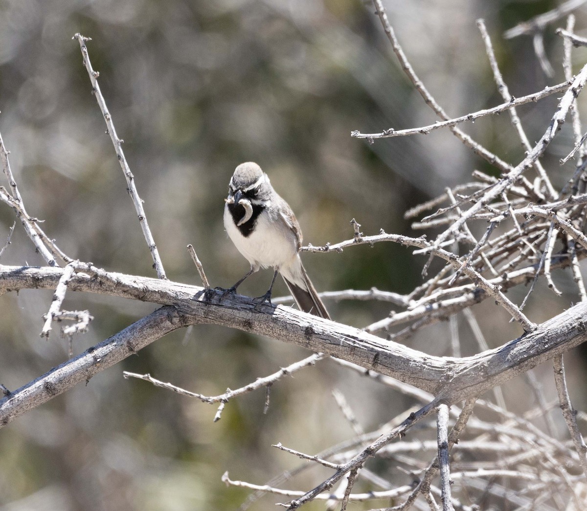 Black-throated Sparrow - ML561837681