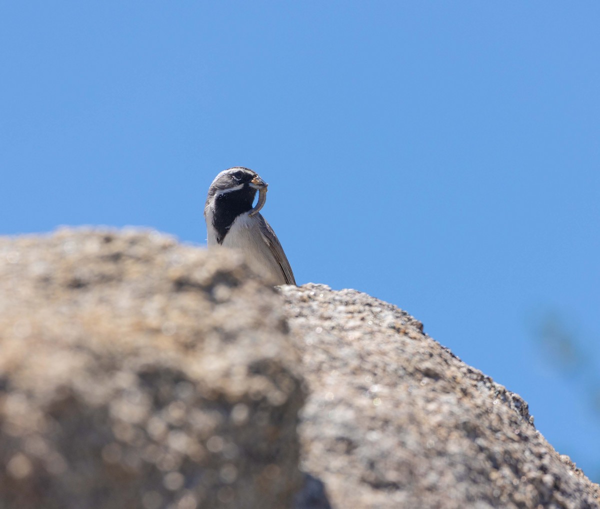 Black-throated Sparrow - ML561837691