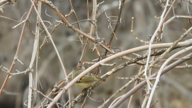 Ruby-crowned Kinglet - ML561837731