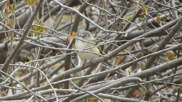 Cassin's Vireo - ML561837931