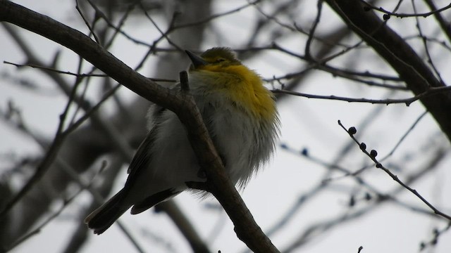 Viréo à gorge jaune - ML561838751