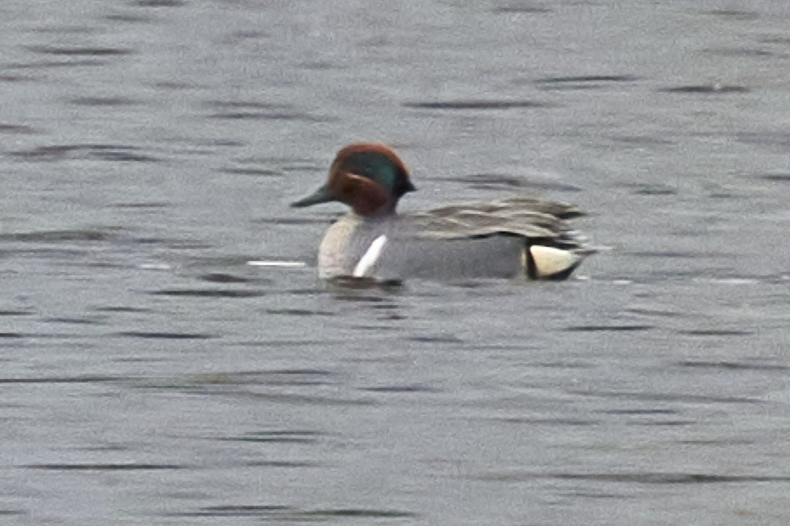 Green-winged Teal - ML561838941