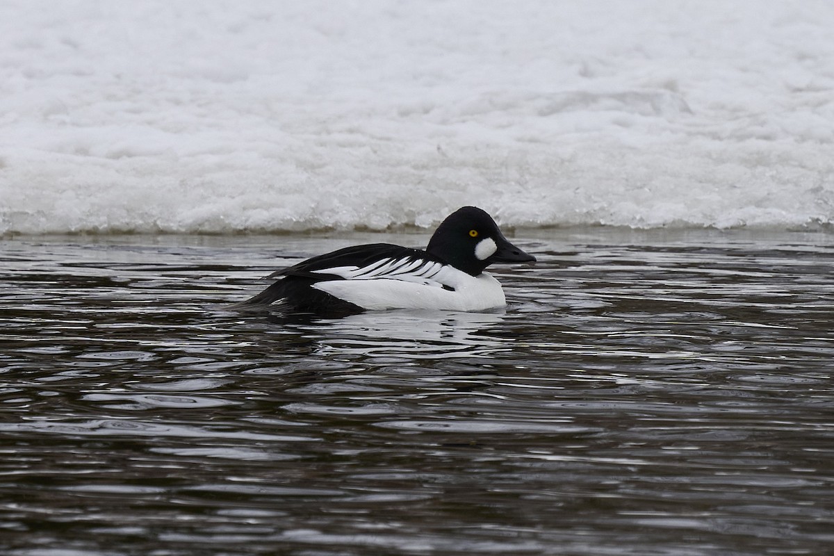 Common Goldeneye - ML561839151