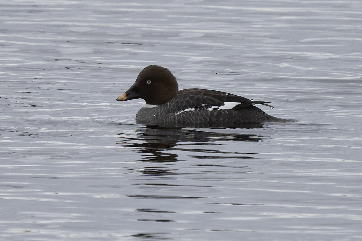 Common Goldeneye - ML561839161