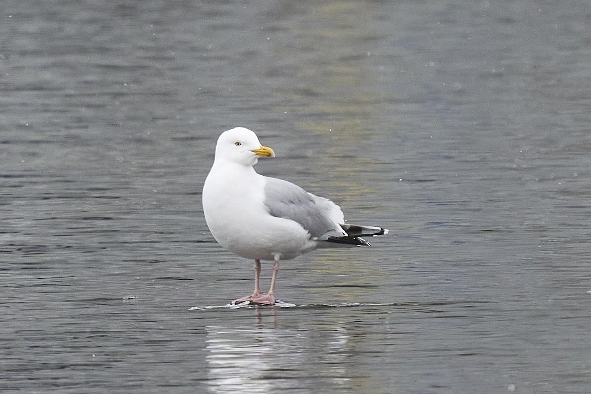 American Herring Gull - ML561839251