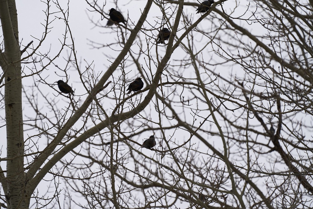 Rusty Blackbird - ML561839311