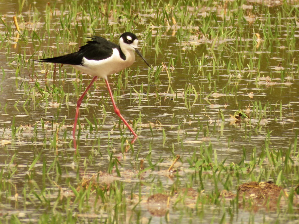 Black-necked Stilt - ML561839401