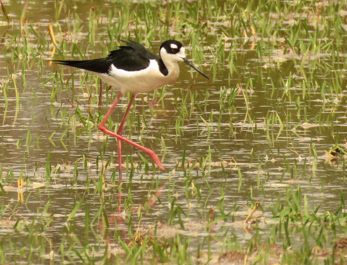 Black-necked Stilt - ML561839411