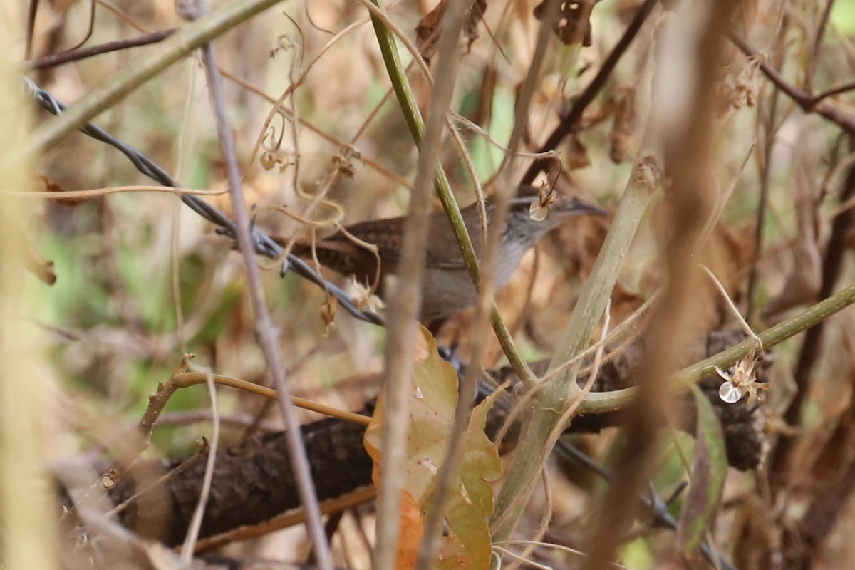 Sinaloa Wren - Charles Davies