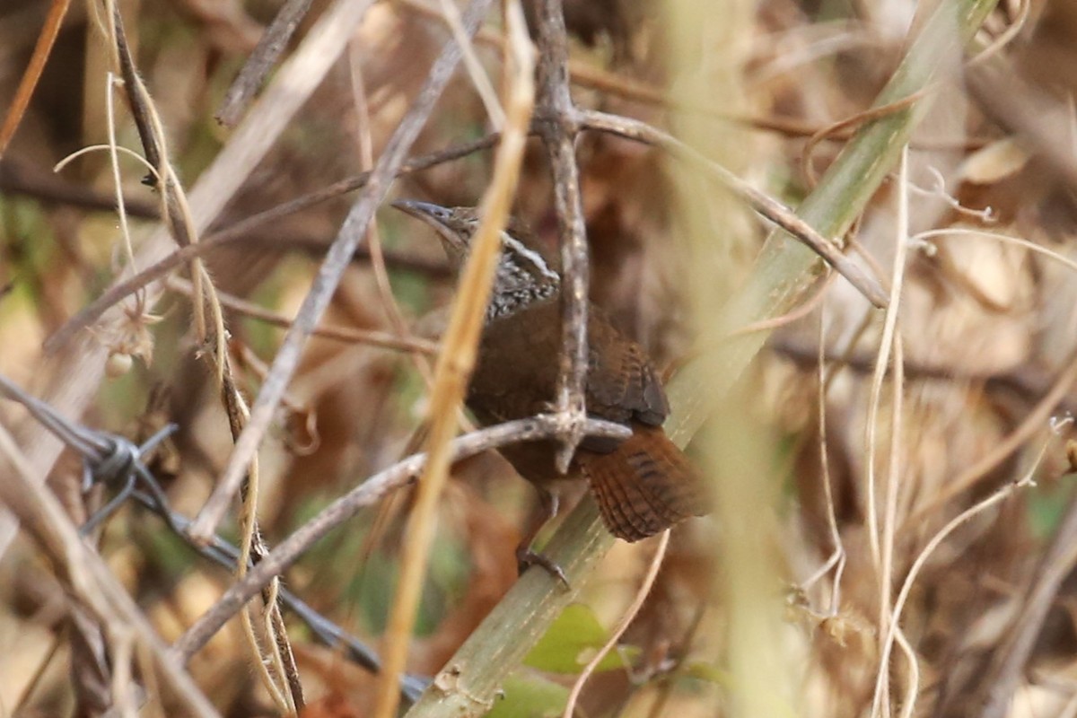 Sinaloa Wren - Charles Davies