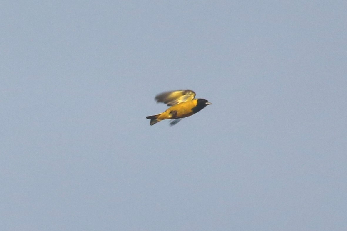 Black-headed Siskin - Charles Davies