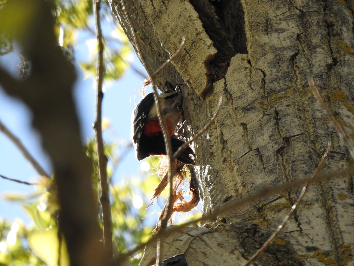 Great Spotted Woodpecker - ML561841971