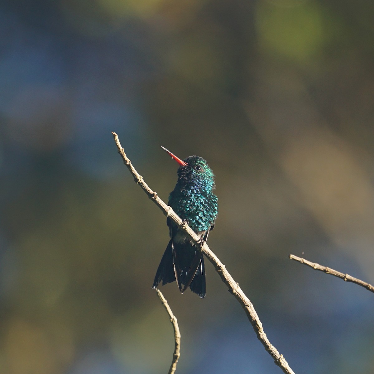 kolibřík lesklobřichý - ML561842761