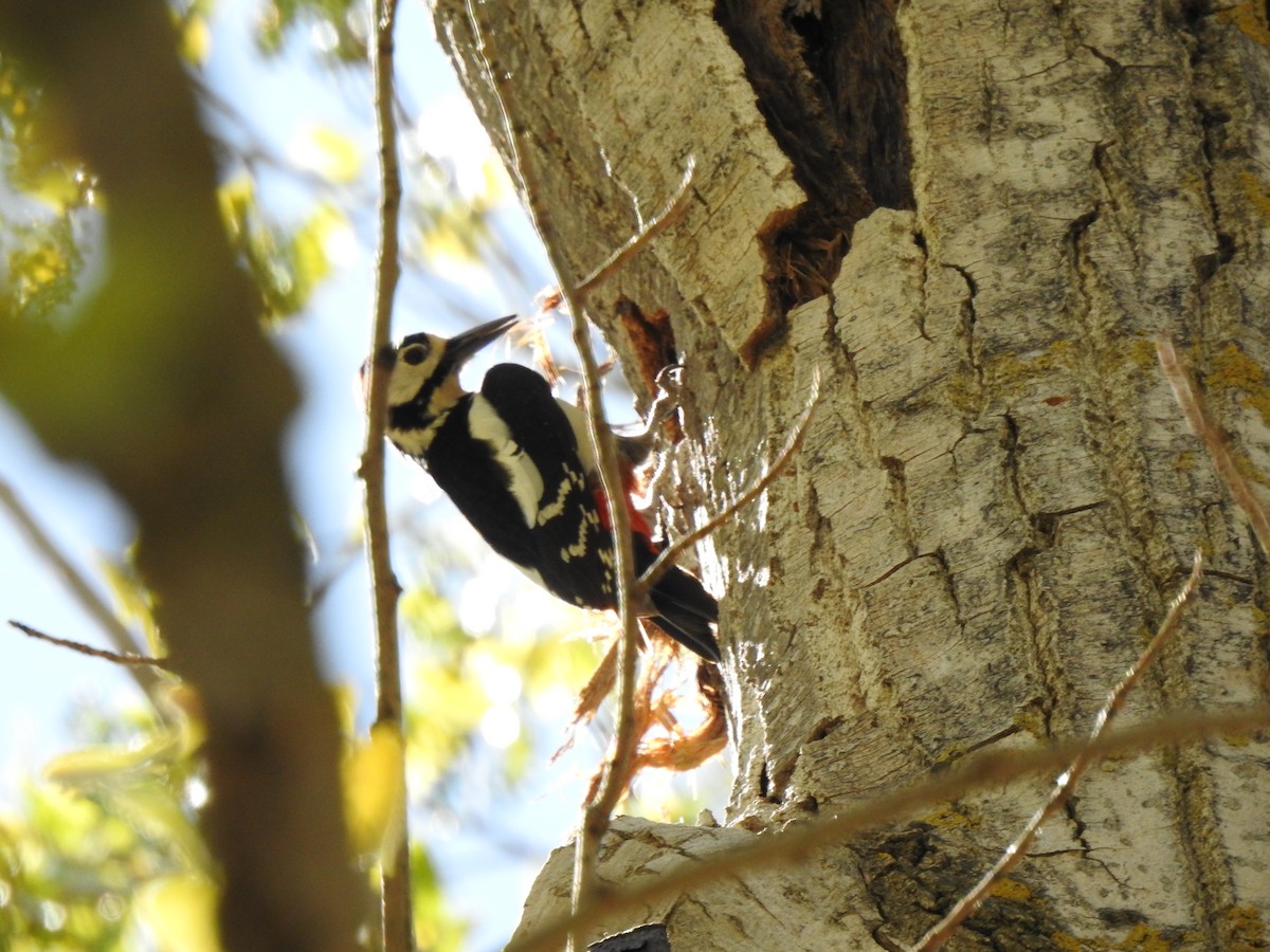 Great Spotted Woodpecker - ML561842781