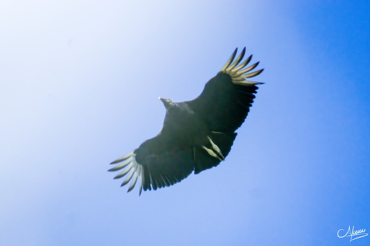 Black Vulture - Alam Martínez