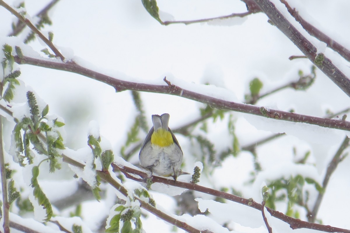 Virginia's Warbler - ML56184371