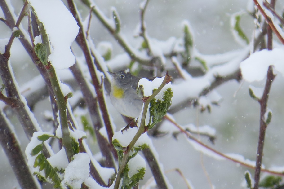 Virginia's Warbler - ML56184391