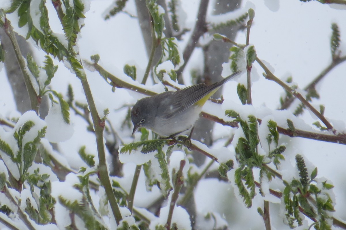 Virginia's Warbler - ML56184401