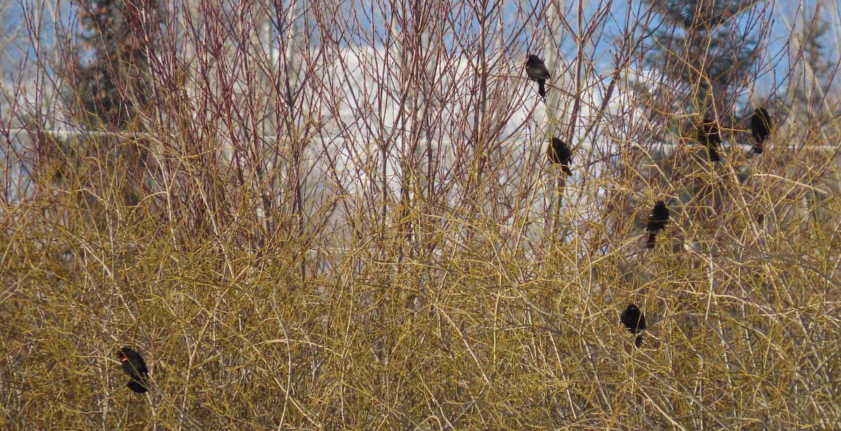 Red-winged Blackbird - ML561844551