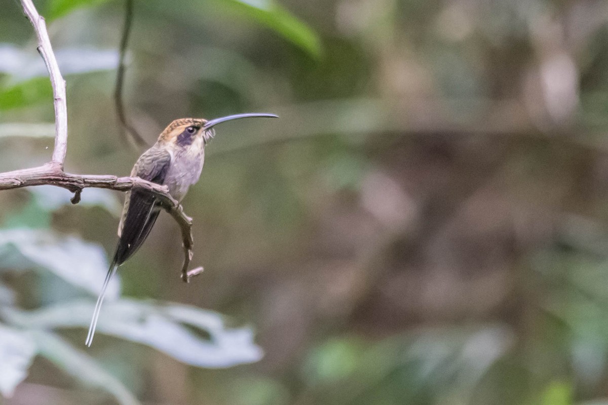 Planalto Hermit - ML561844751