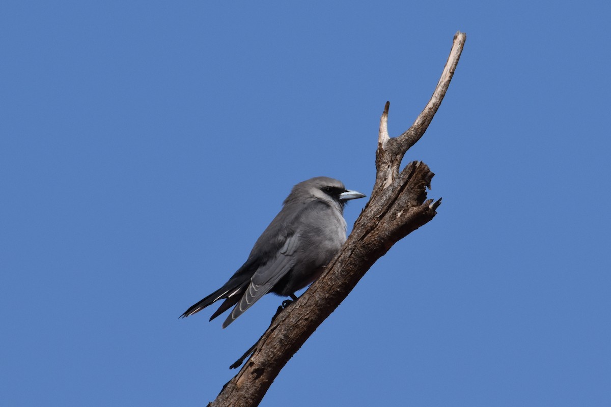 Black-faced Woodswallow - Jeremy Petho