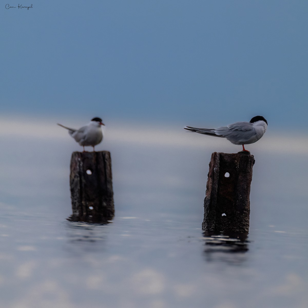 Common Tern - Can Karayel