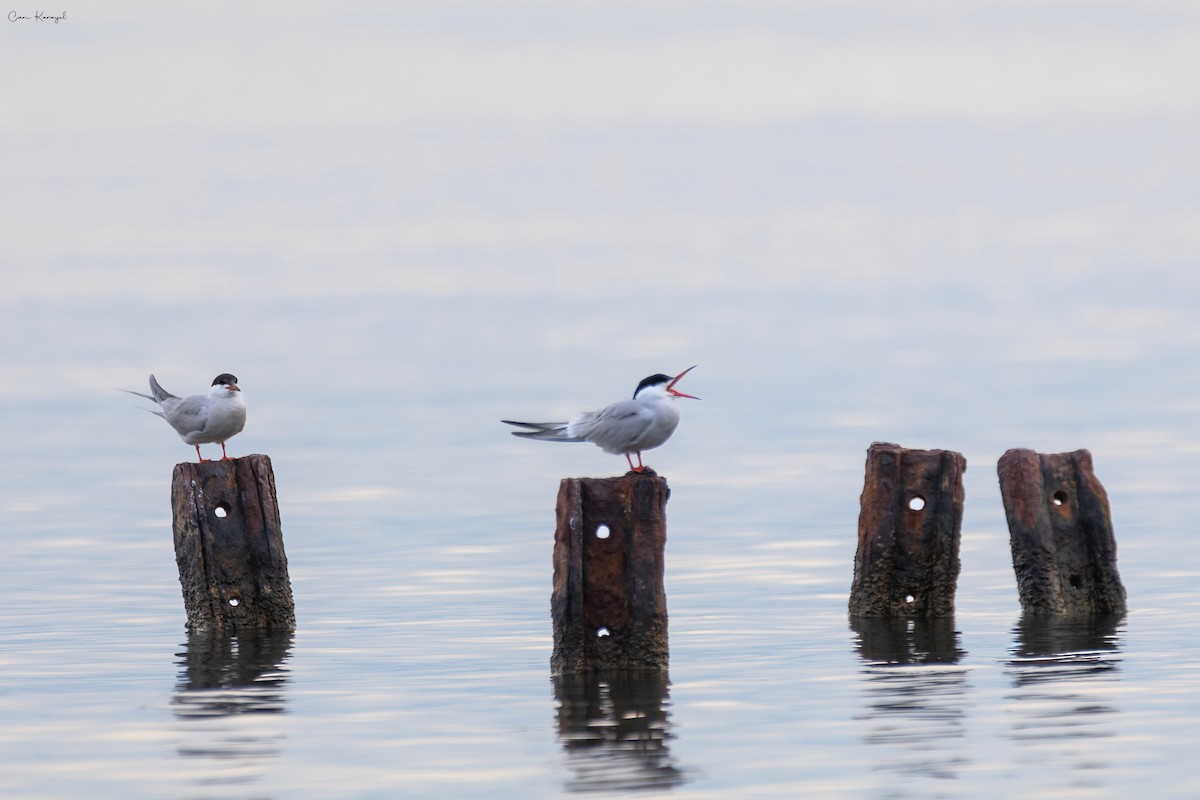 Common Tern - ML561845911