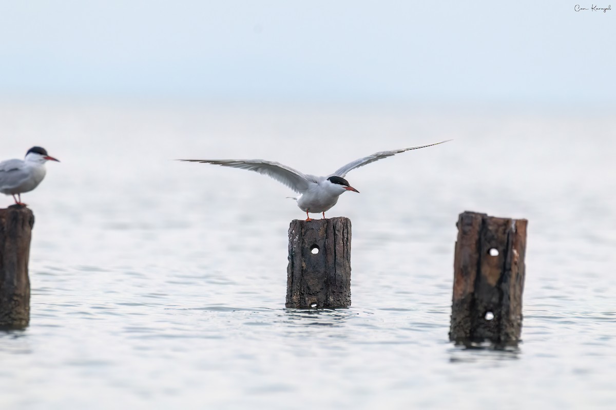 Common Tern - ML561845931