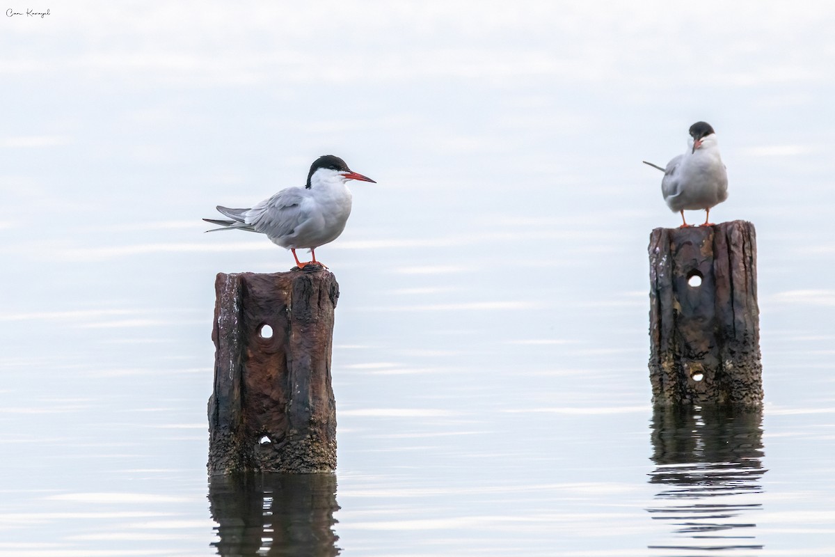 Common Tern - ML561845941