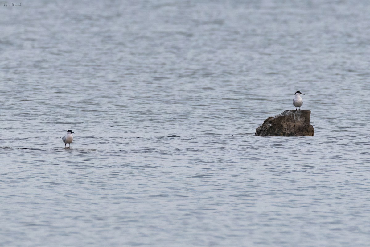 Gull-billed Tern - ML561847171